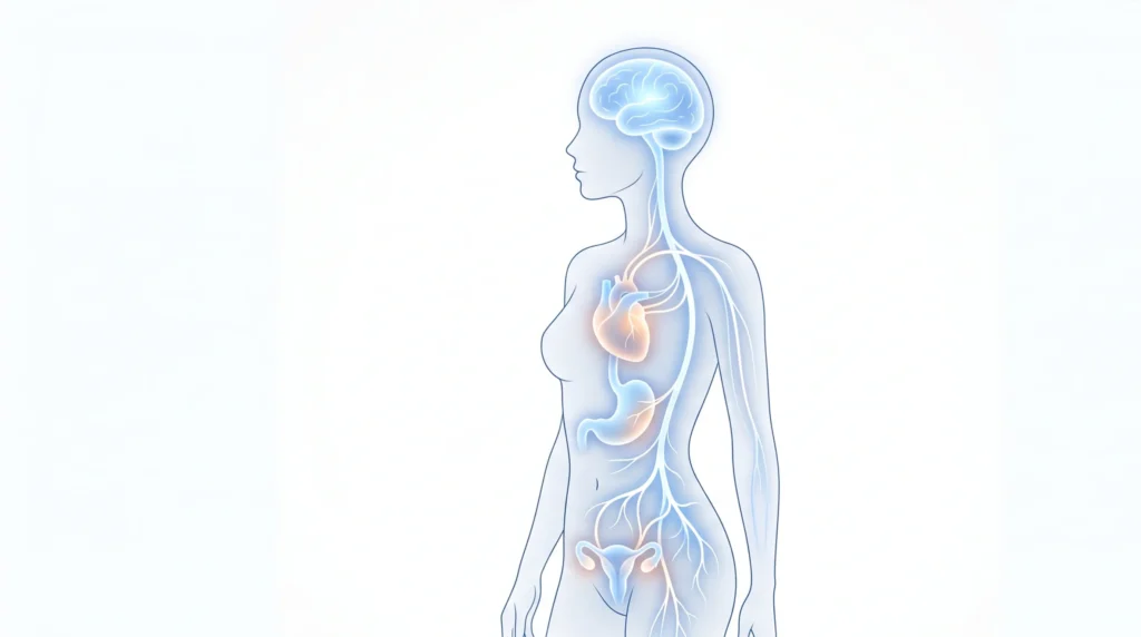Ilustração médica da silhueta feminina destacando as áreas do corpo mais afetadas pelo estresse e pela ansiedade, como o cérebro, o coração e o sistema gastrointestinal.